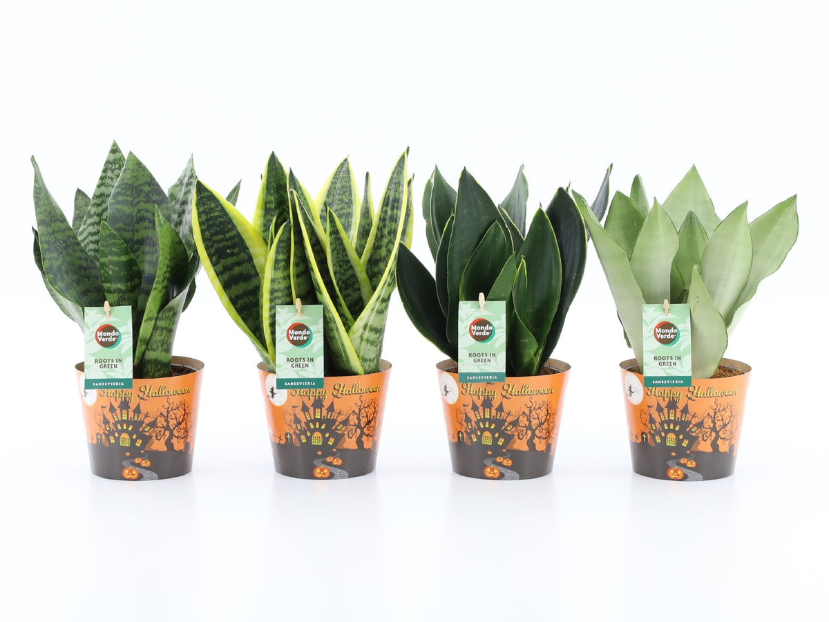 Sansevieria 35cm 12cm Pot