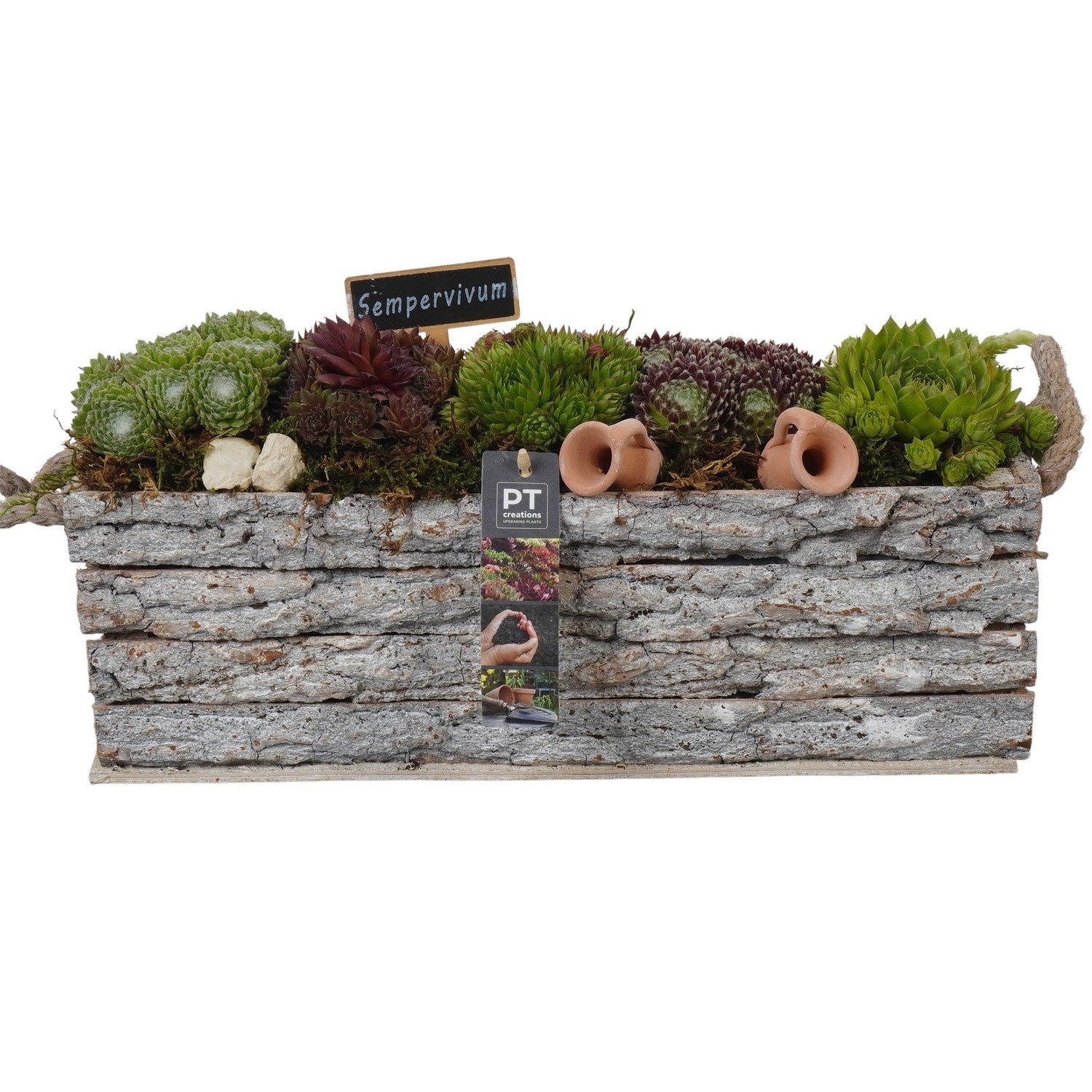 Sempervivum arrangement 21cm 39cm Pot