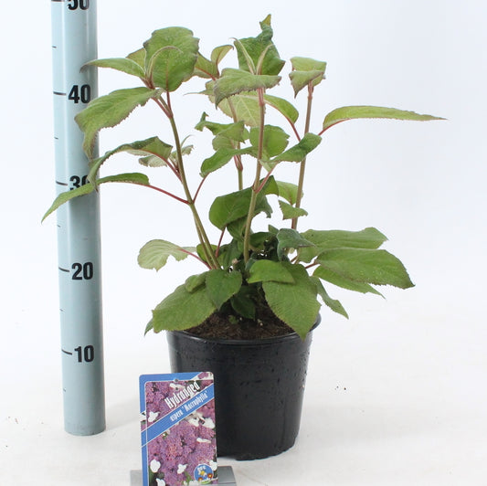 Hydrangea Macorphylla 40cm 19cm Pot