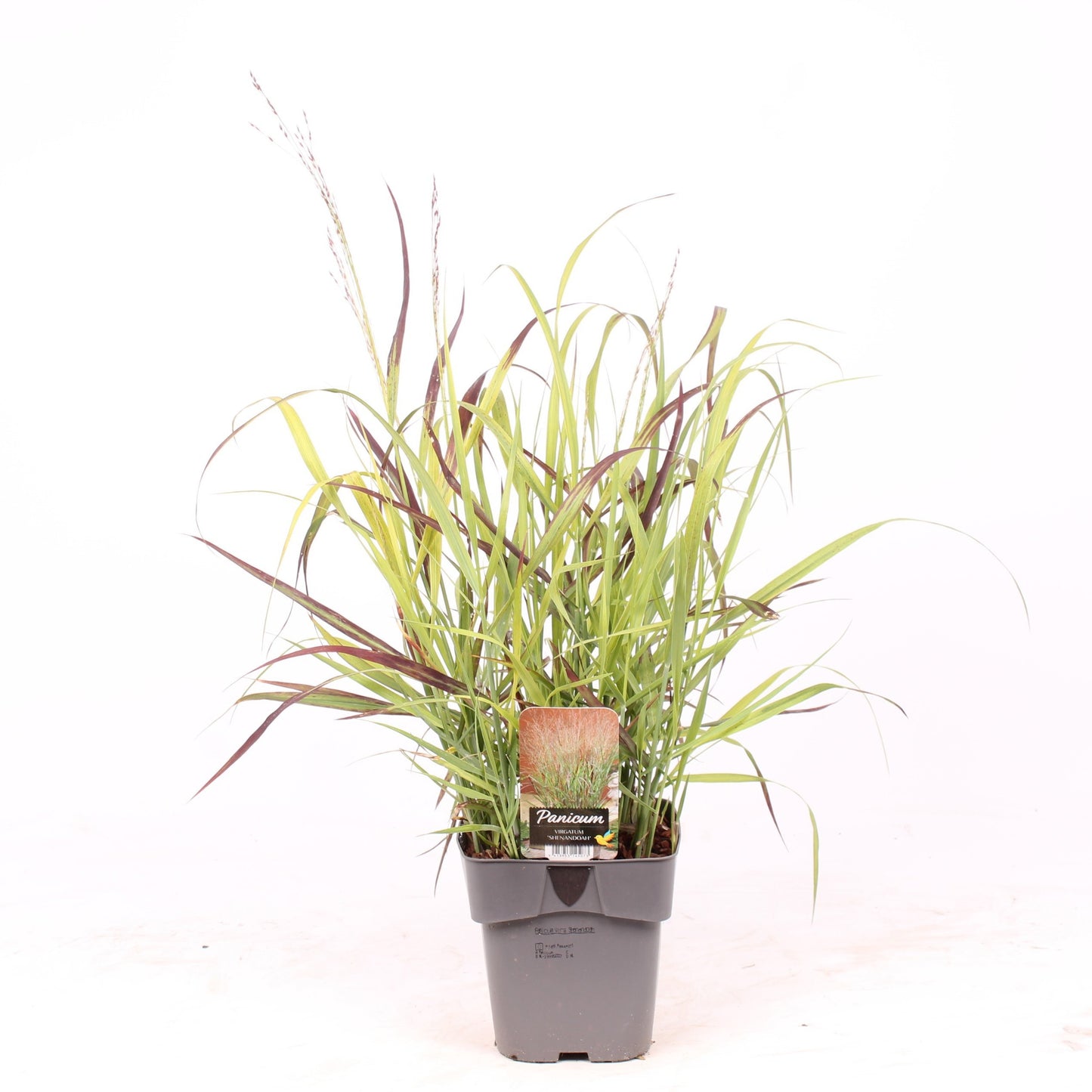 Vredebest, Kwekerij Panicum virgatum Pack of 6