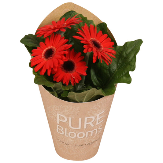 Gerbera Flori Line red 22cm 12cm Pot