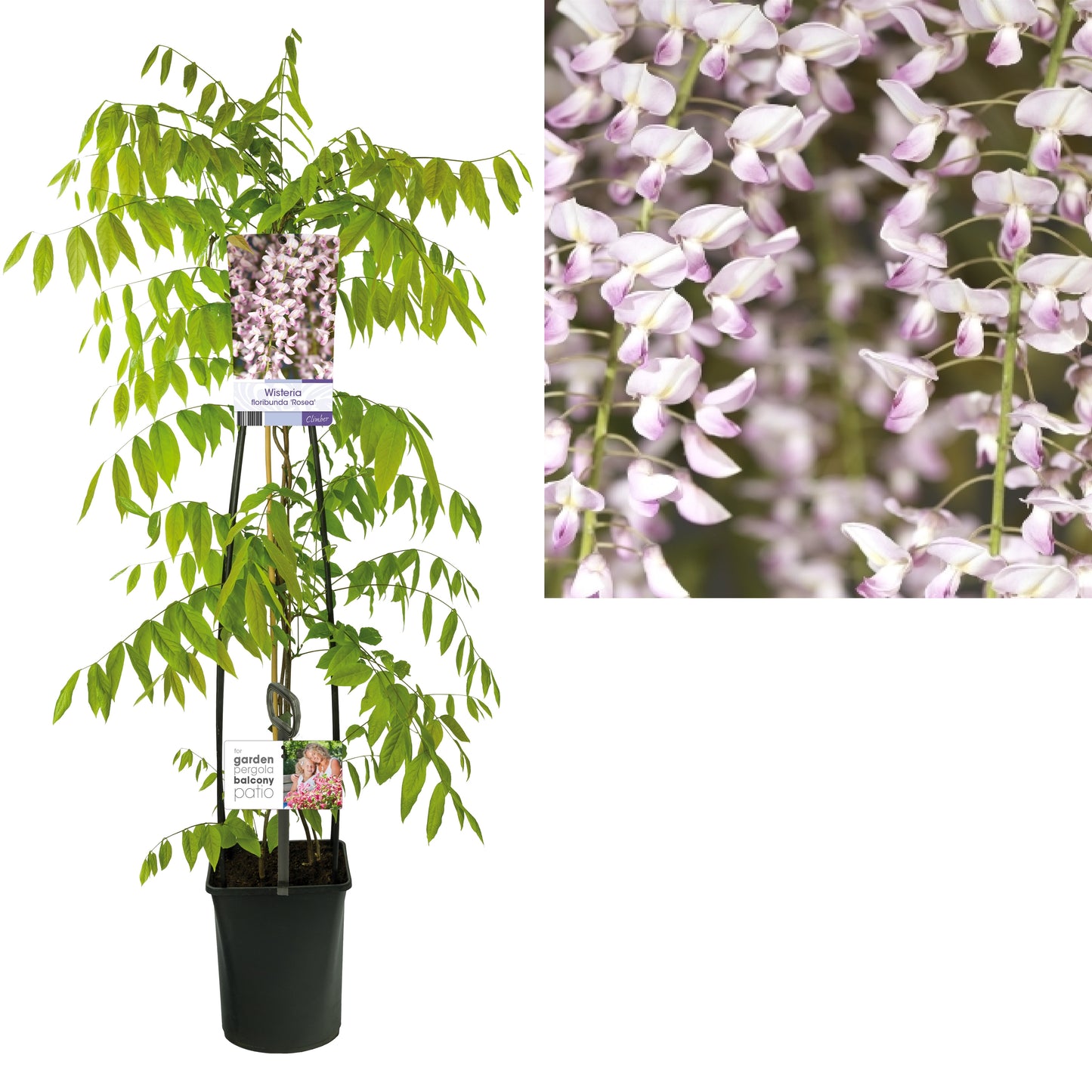 Wisteria floribunda Honbeni 115cm 23cm Pot