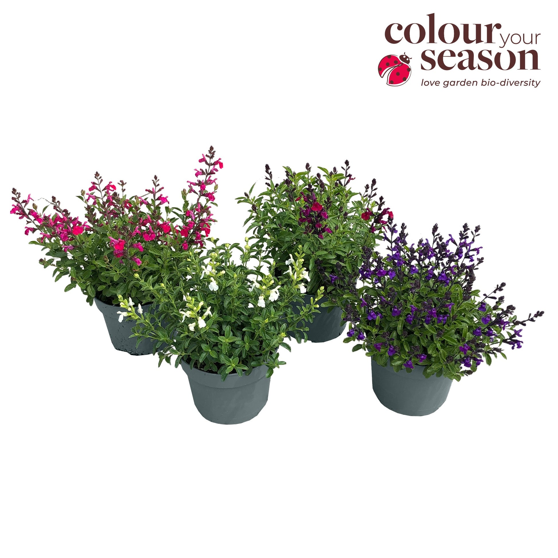 Salvia officinalis 35cm 19cm Pot