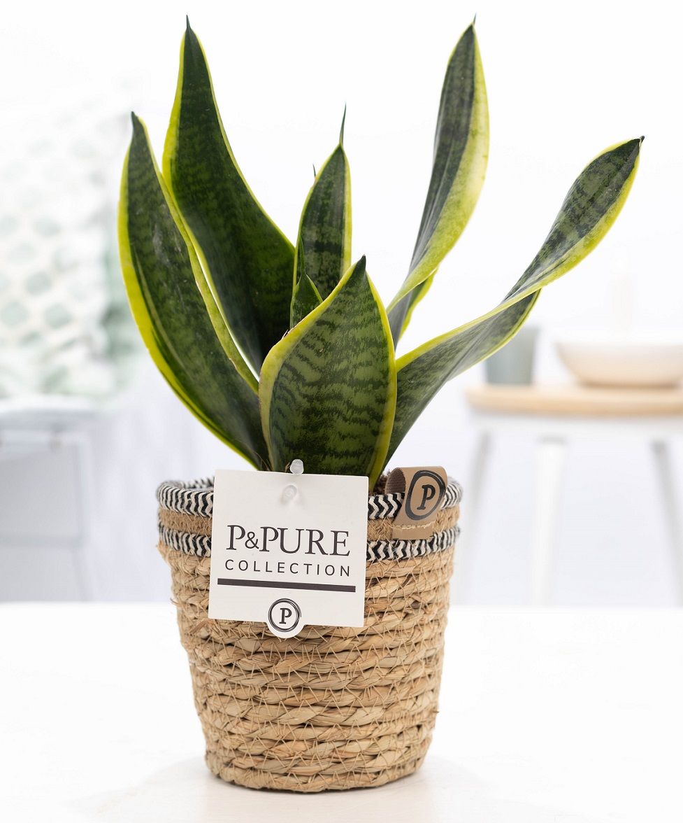 Sansevieria Futura Superba 30cm 12cm Pot
