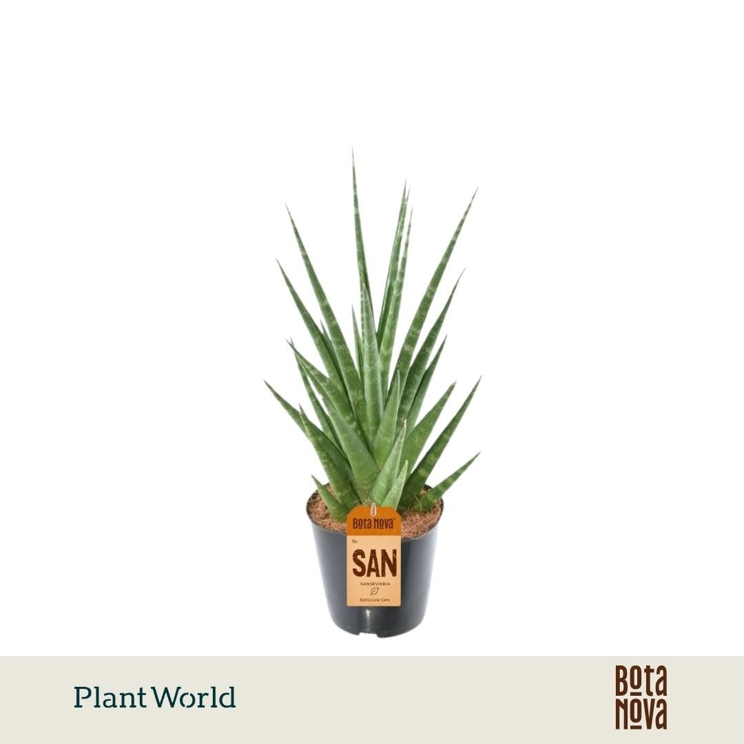 Sansevieria cylindrica 30cm 12cm Pot