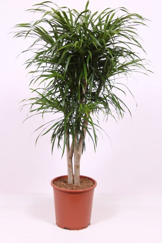 Dracaena ref. Anita 100cm 27cm Pot