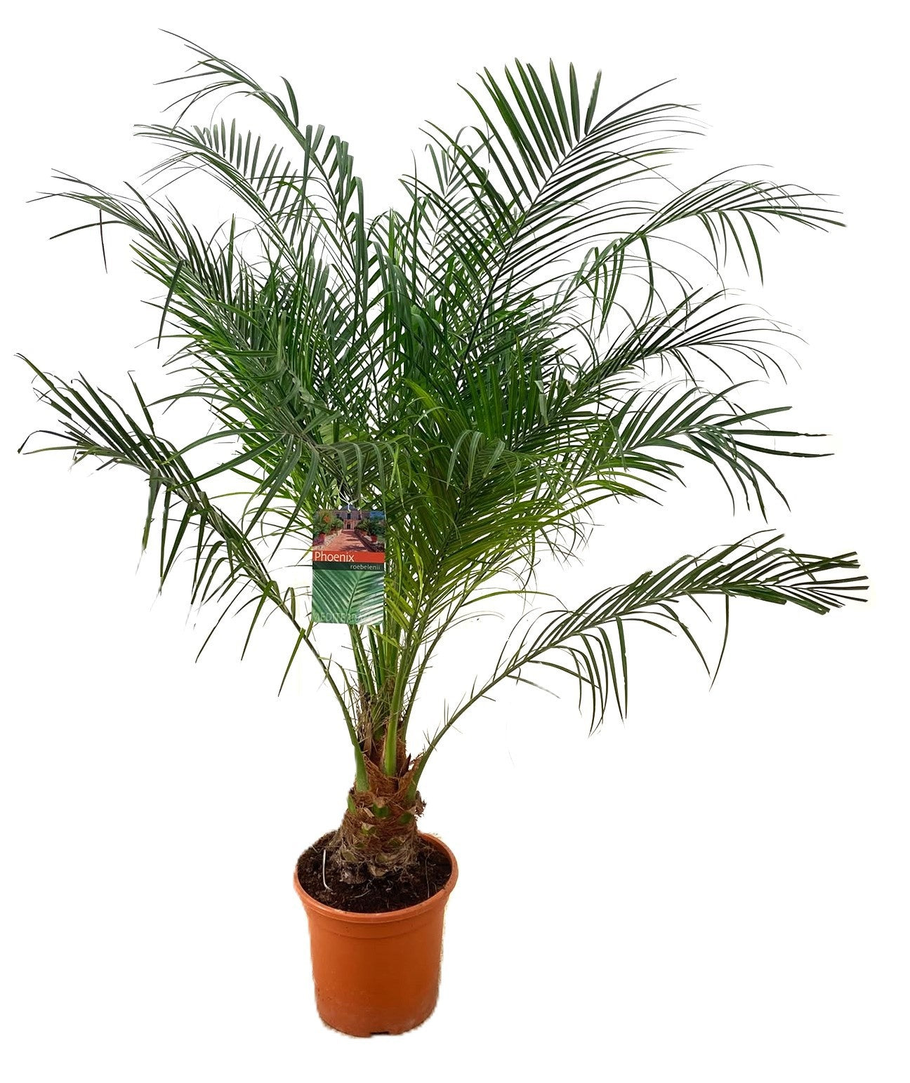 Phoenix roebelenii 150cm 27cm Pot