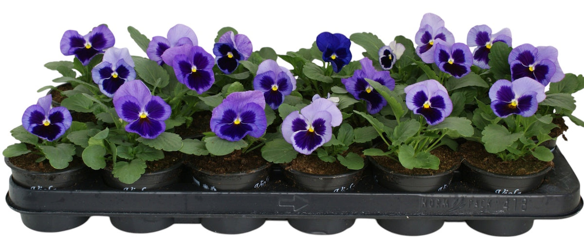 Viola Delta Pure Light Blue 12cm 9cm Pot