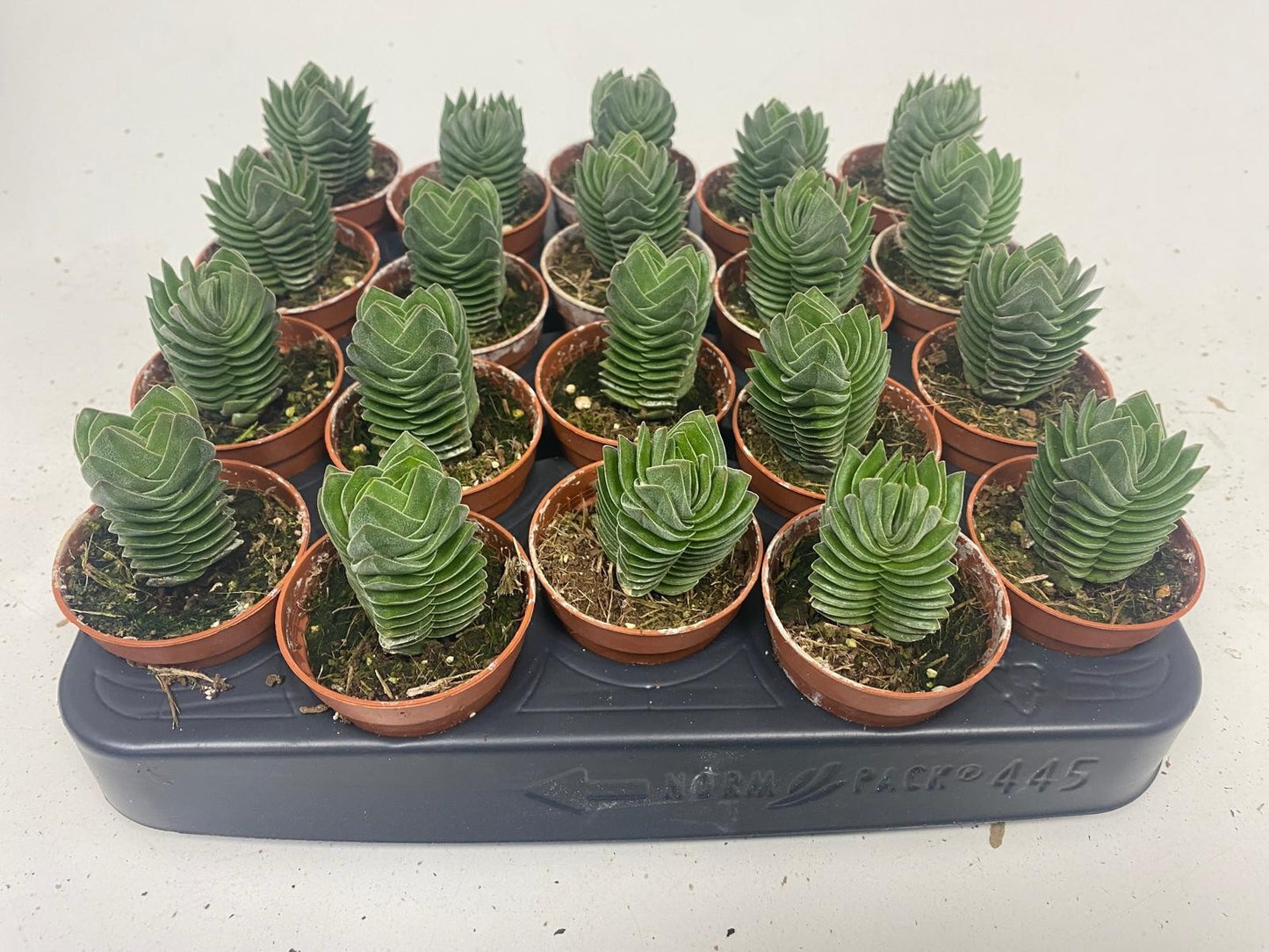 Crassula Buddha's Temple 10cm 505cm Pot
