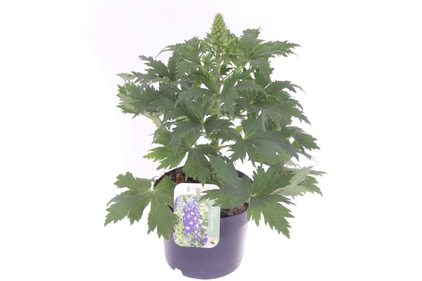 Delphinium Magic Fount. D.blue Darkbee 45cm 17cm Pot
