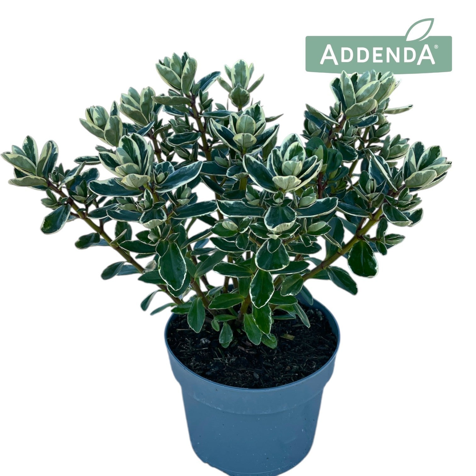 Roest, Mts. Hebe Katrina Pack of 6