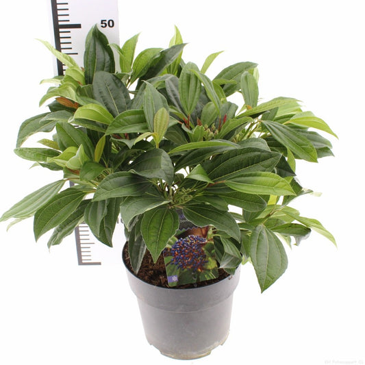 Viburnum davidii 30cm 23cm Pot