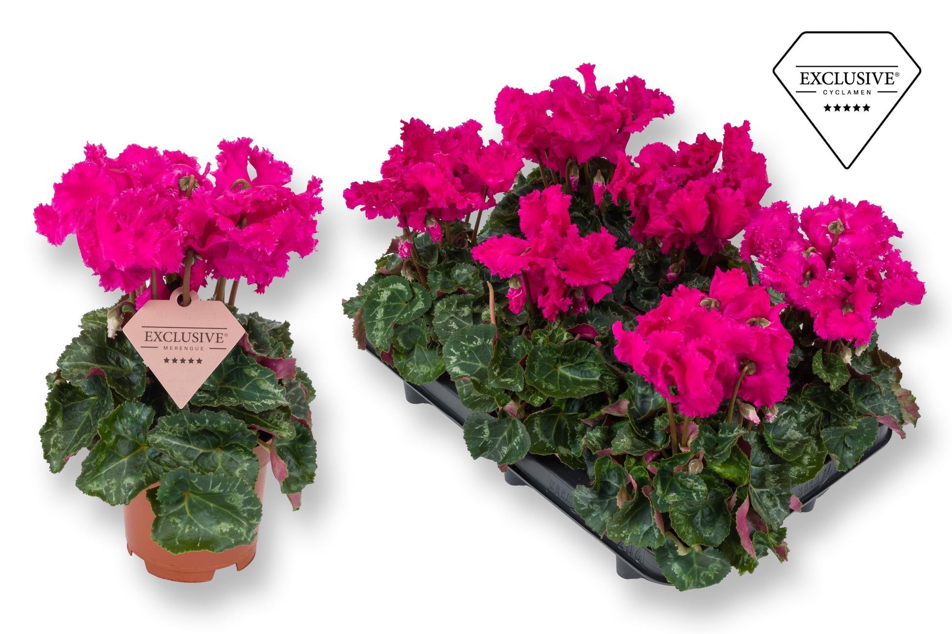 Cyclamen Merengue purple 25cm 10.5cm Pot