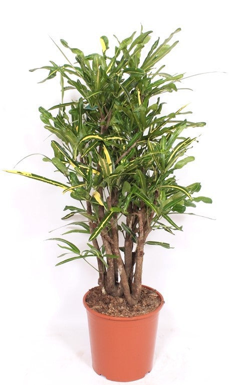 Codiaeum Mammi 130cm 30cm Pot