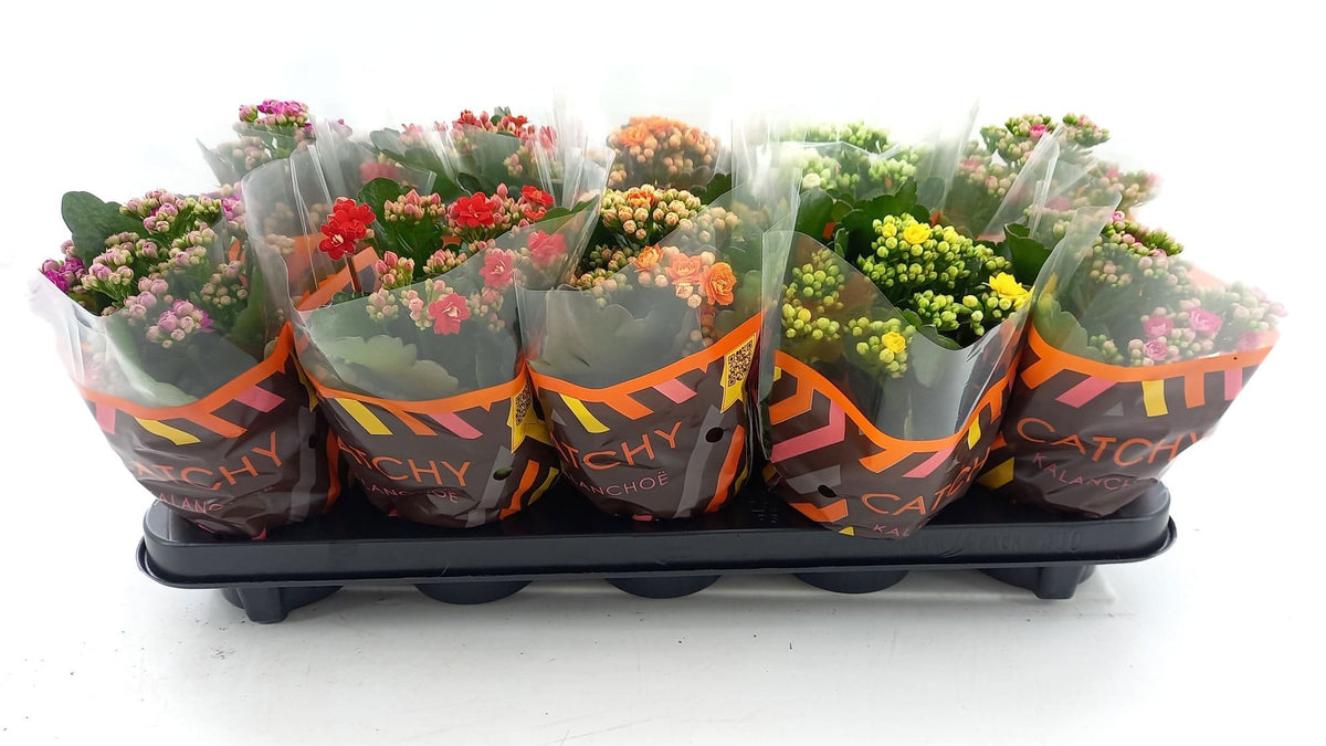 Kalanchoe mix 23cm 10.5cm Pot