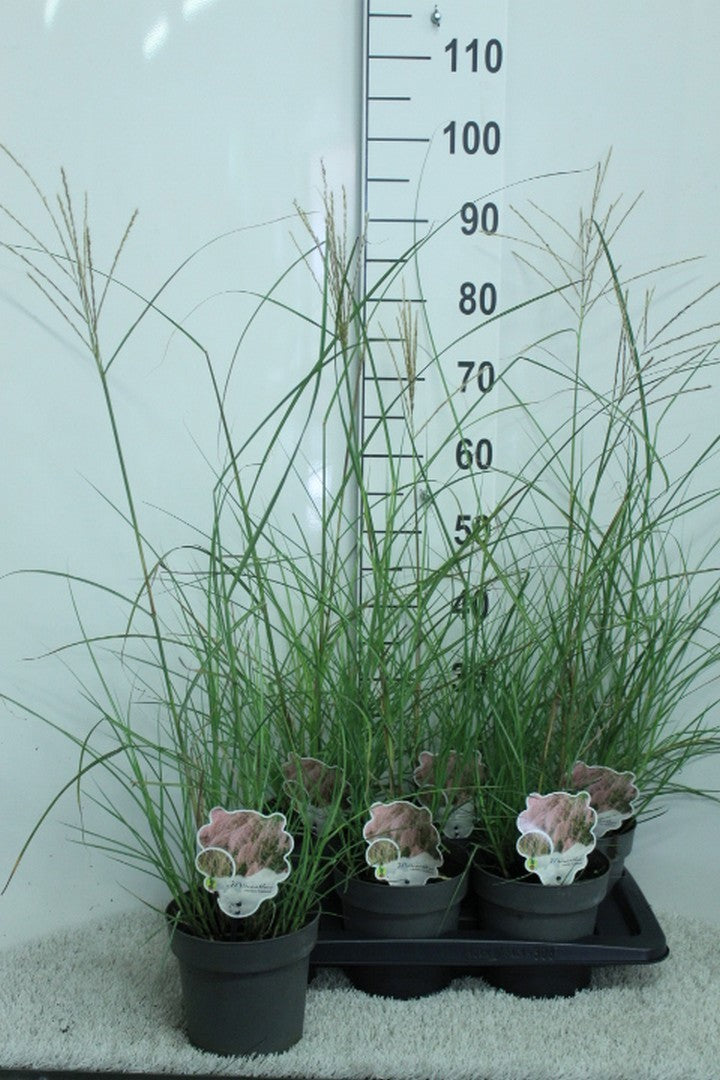 van Tol & Van der Linde Miscanthus sinensis Flamingo Pack of 6
