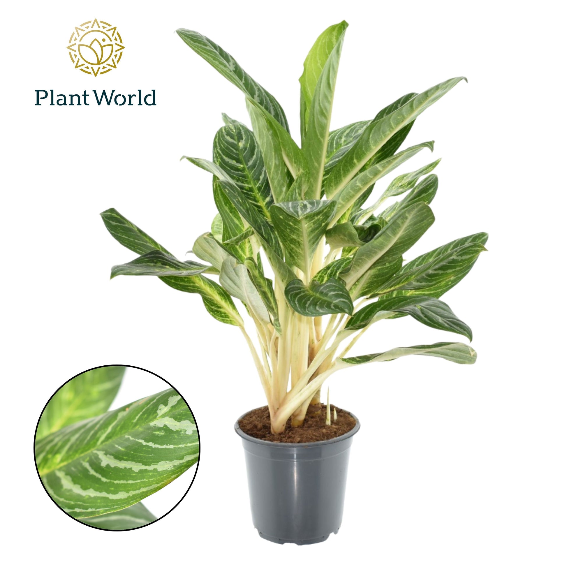 Aglaonema Keylime 80cm 21cm Pot