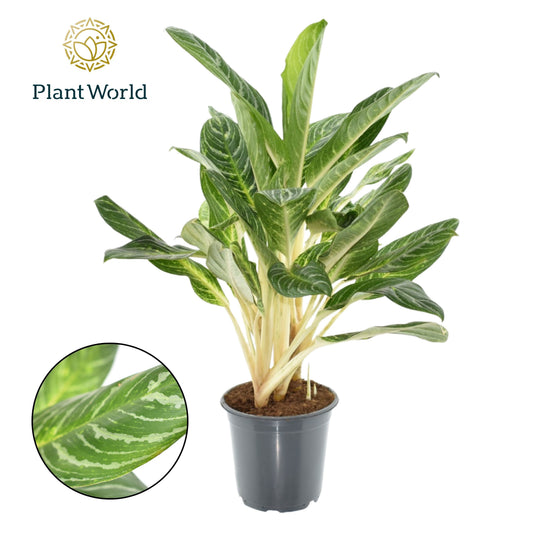Aglaonema Keylime 80cm 21cm Pot