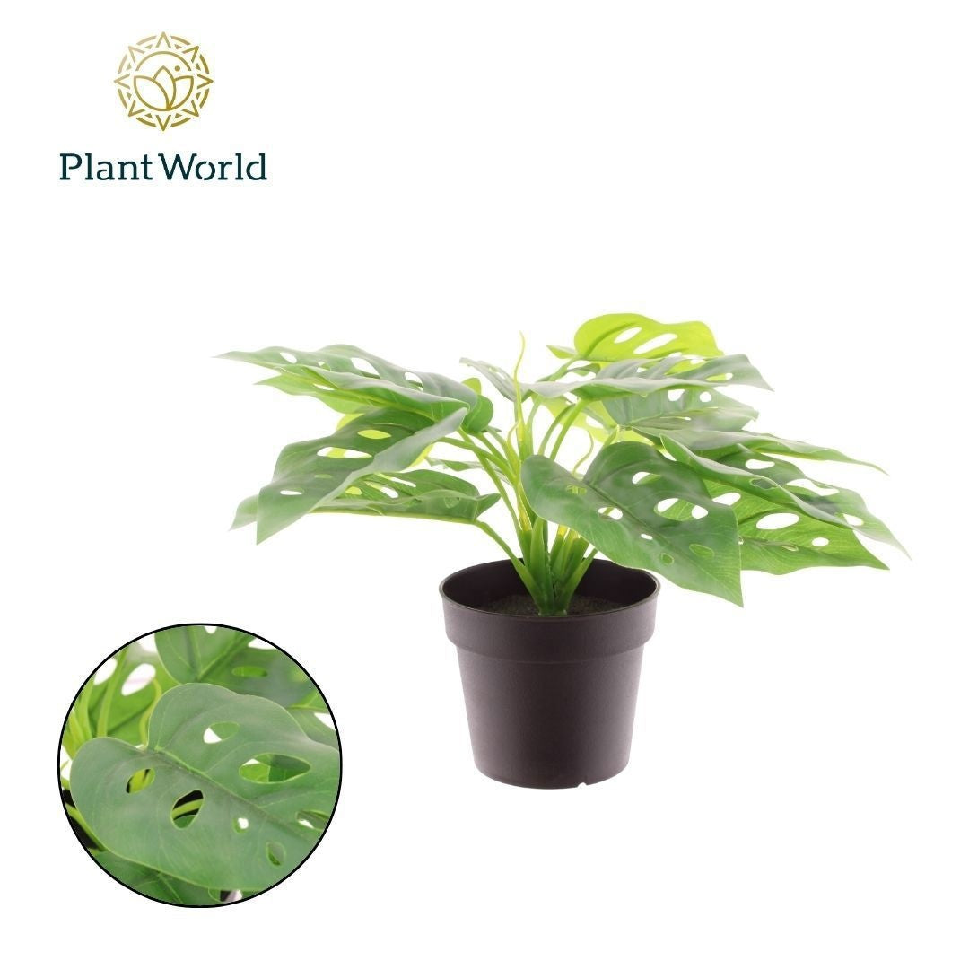 Plantworld Jogrow Artificial Monstera Pack of 12