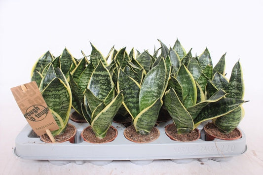 Sansevieria Golden Hahnii 15cm 6cm Pot