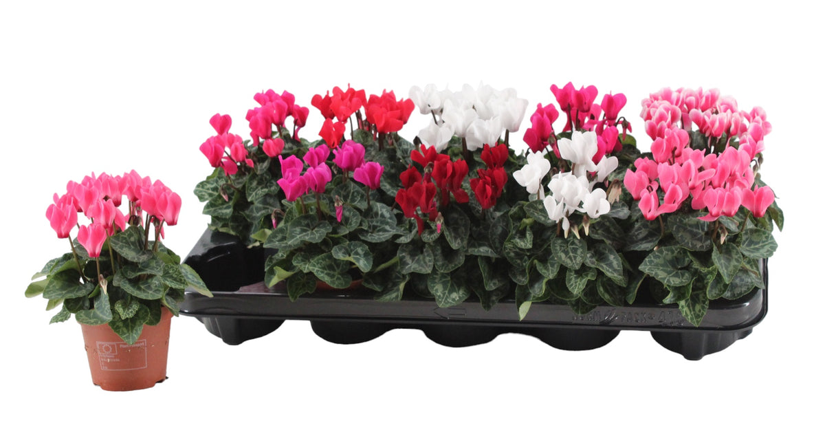 Cyclamen Verano Mix 18cm 9cm Pot