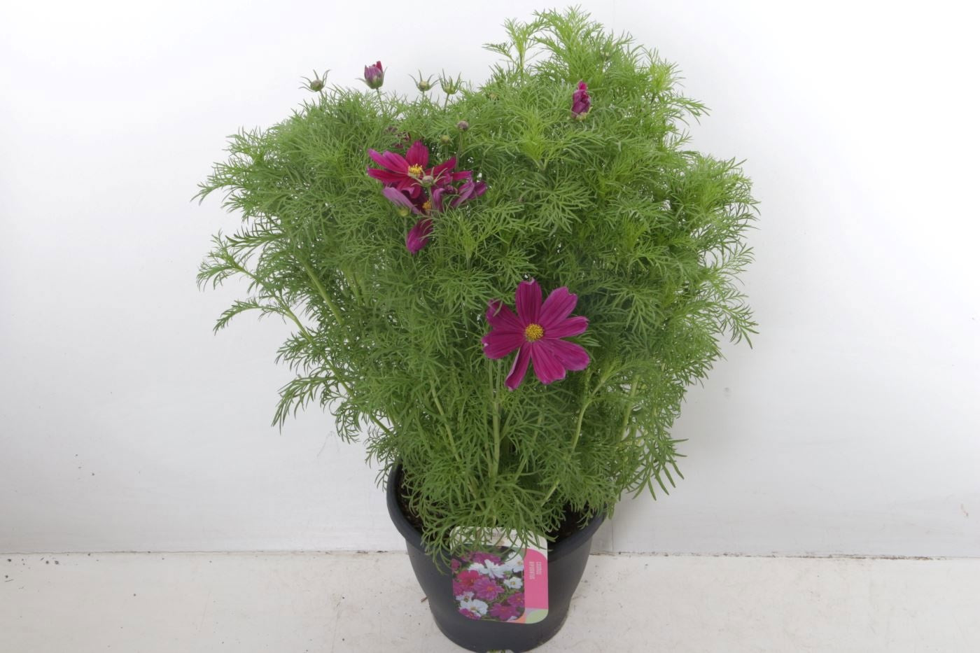 Cosmos bip. Casanova Violet 65cm 23cm Pot