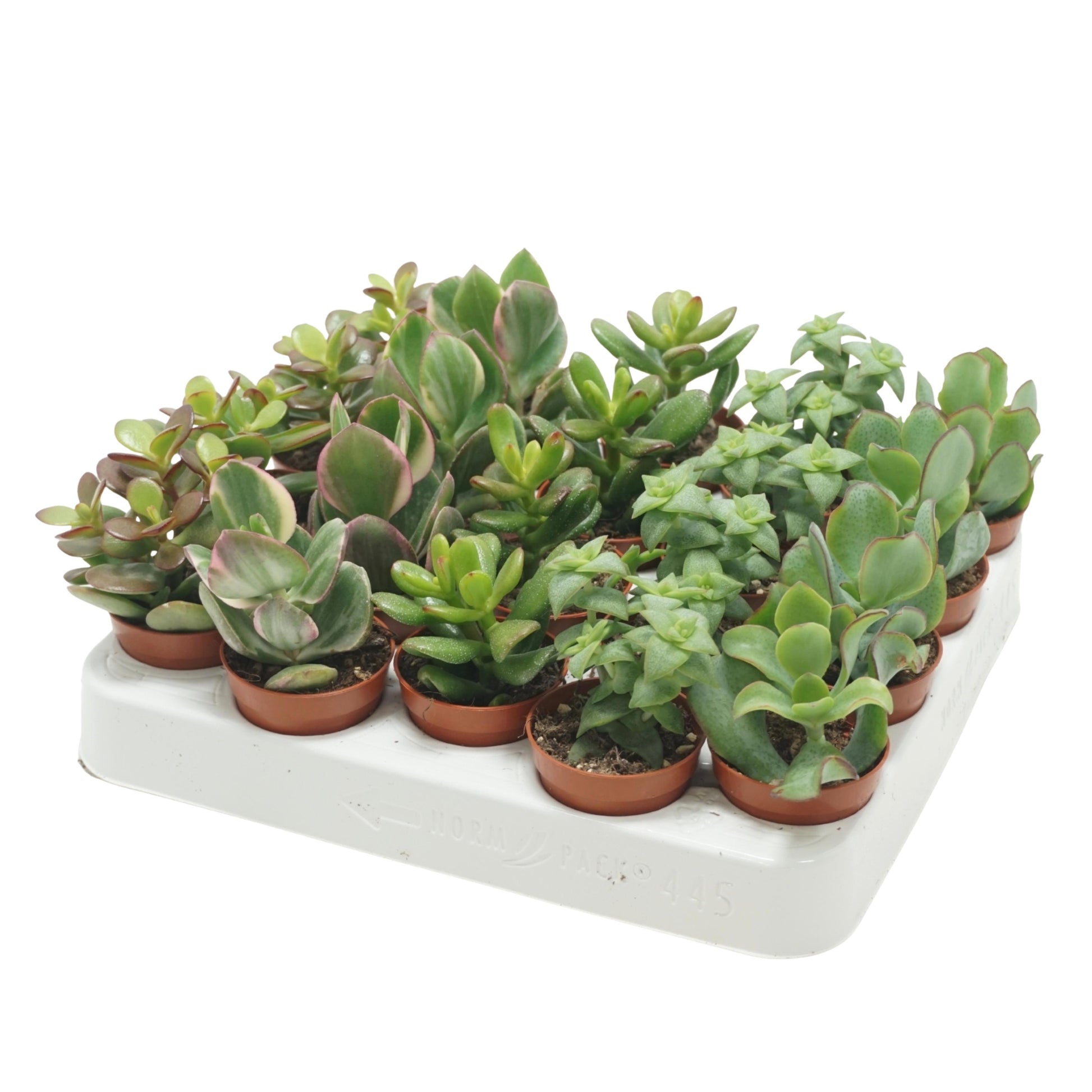 Crassula mix 9cm 5.5cm Pot
