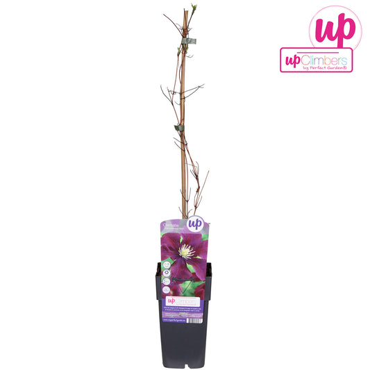 Clematis Warszawska Nike 65cm 15cm Pot