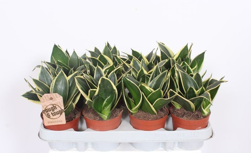Sansevieria Hahnii 18cm 9cm Pot