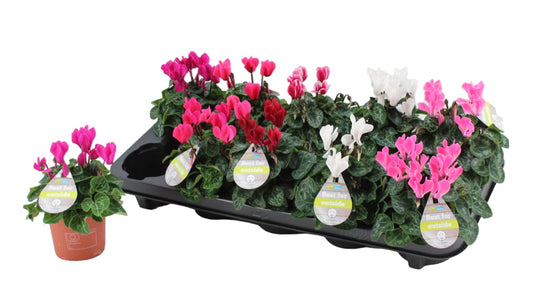 Cyclamen Veranda Selections 18cm 9cm Pot