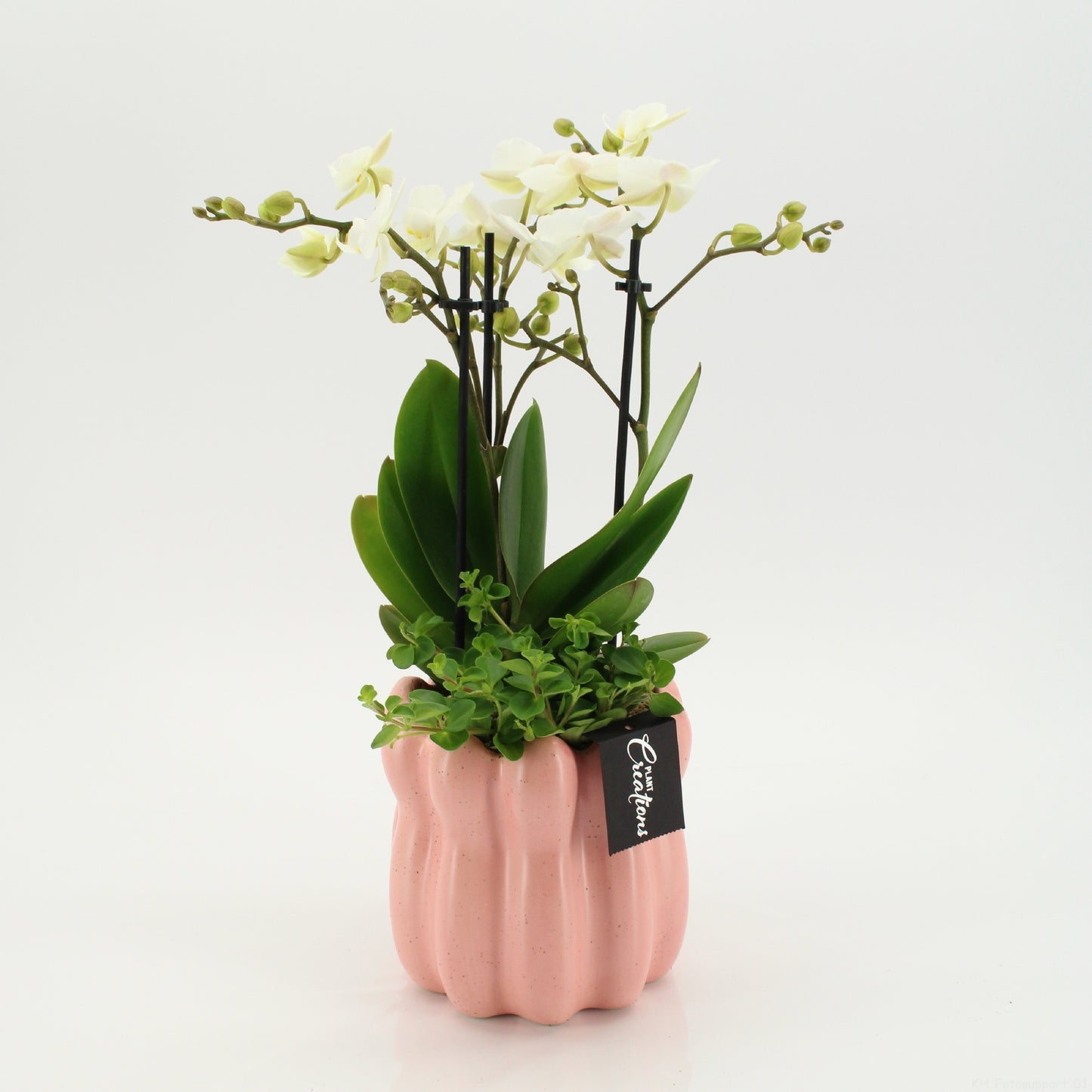 PHAL-2639W Phalaenopsis creatie 45cm 14cm Pot