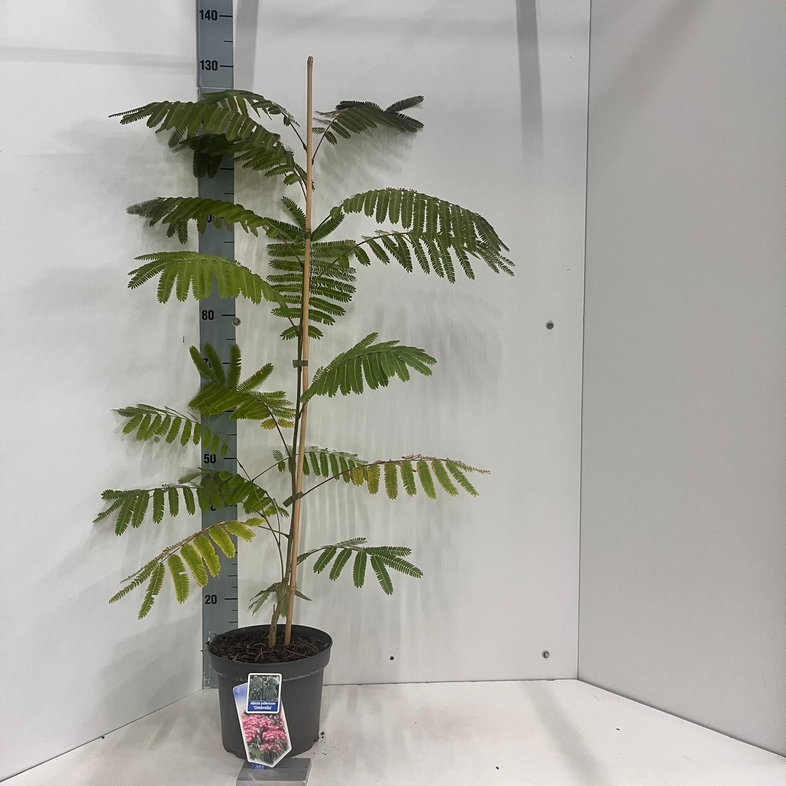 Albizia julibrissin 110cm 23cm Pot