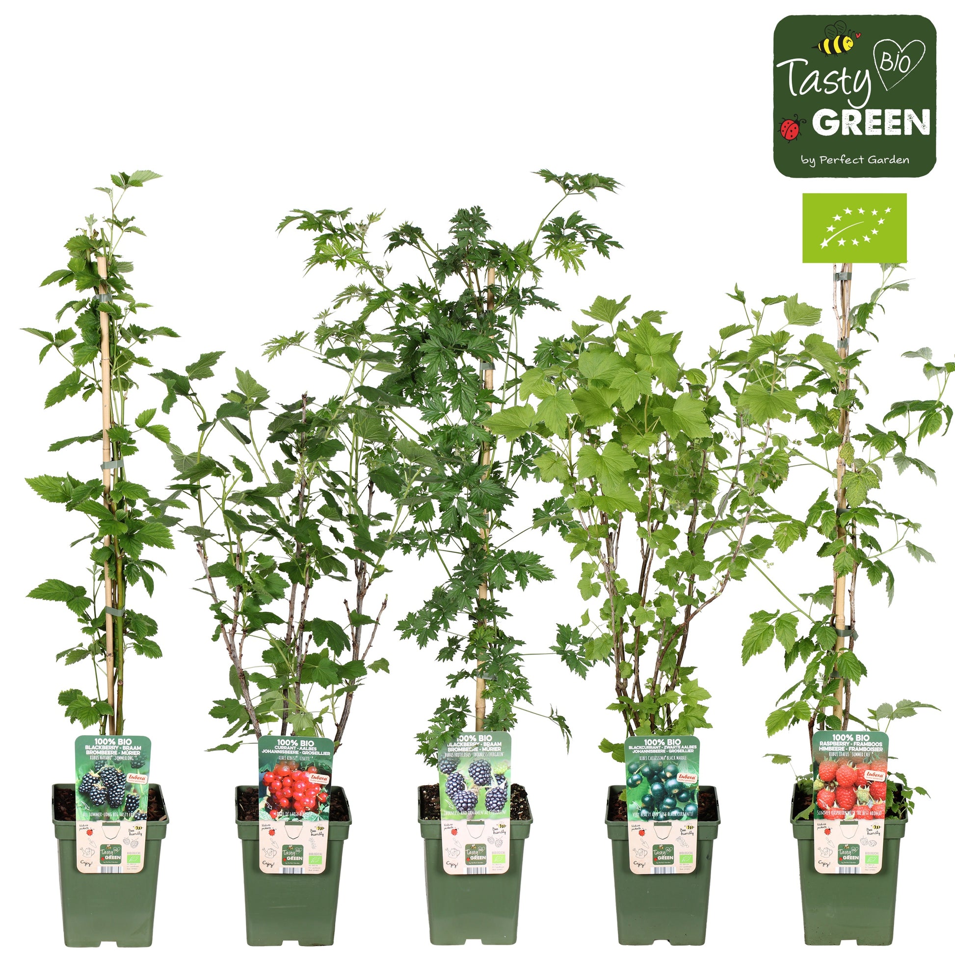 Fruit shrubs mix 100cm 23cm Pot
