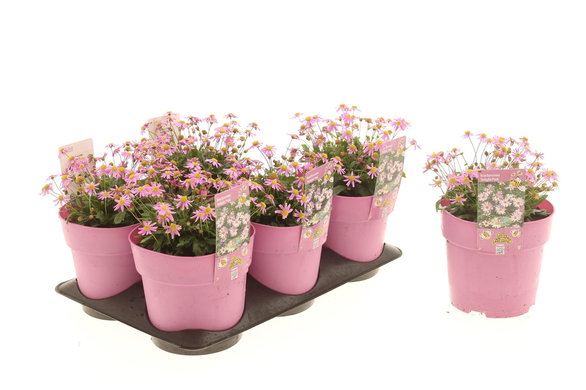 Brachyscome overig 25cm 15cm Pot