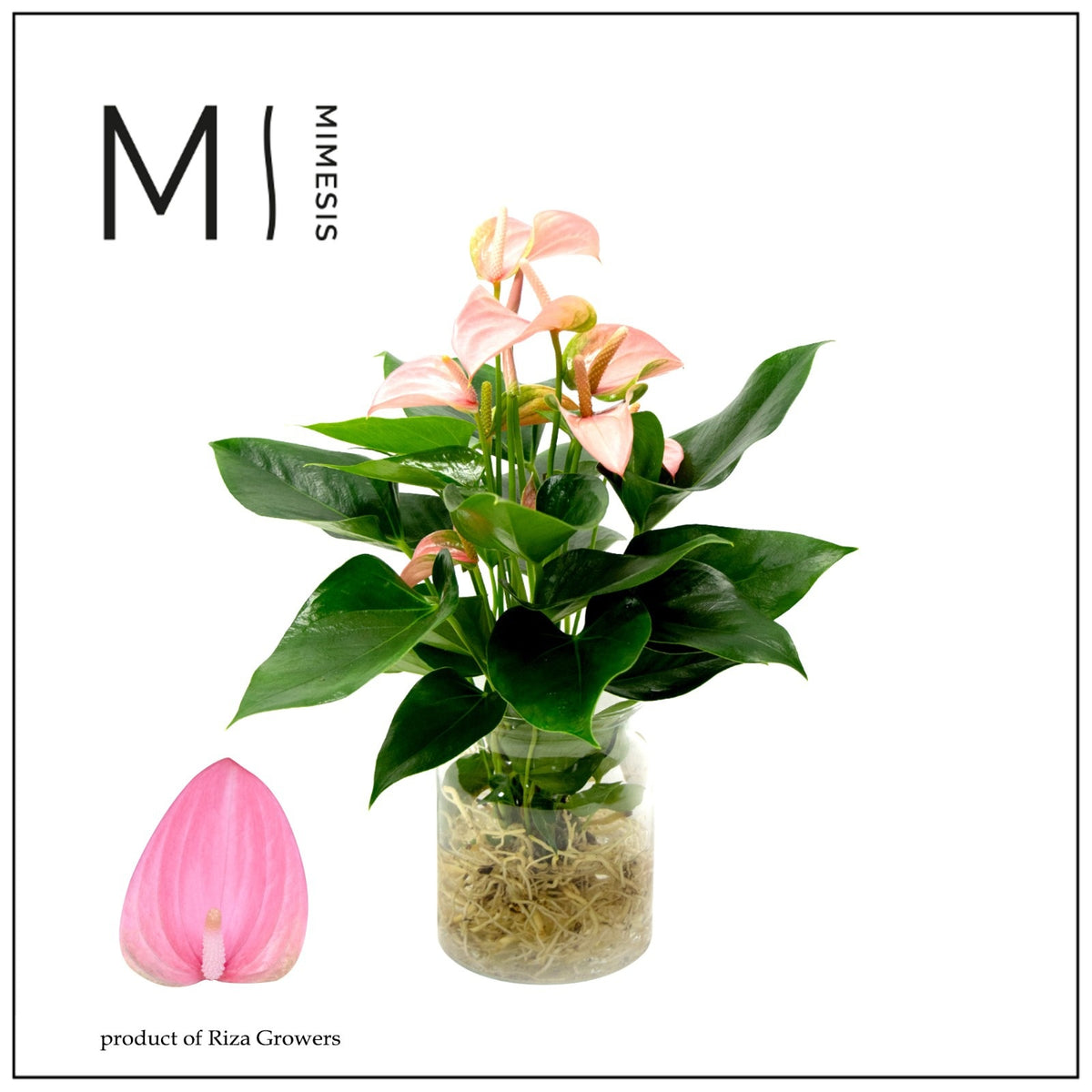 arr. Anthurium 25cm 14cm Pot