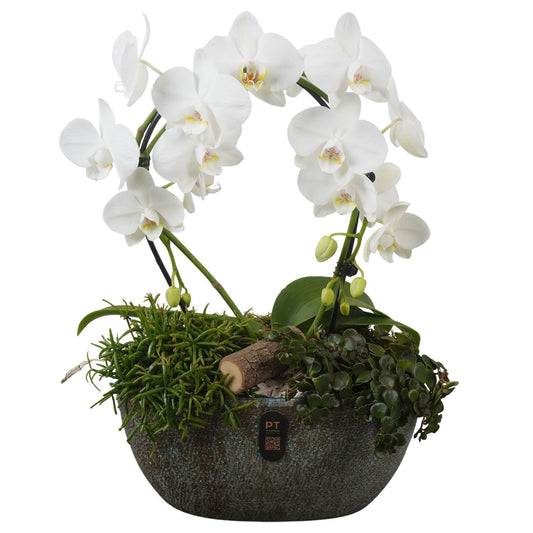 Indoor arrangement 47cm 28cm Pot