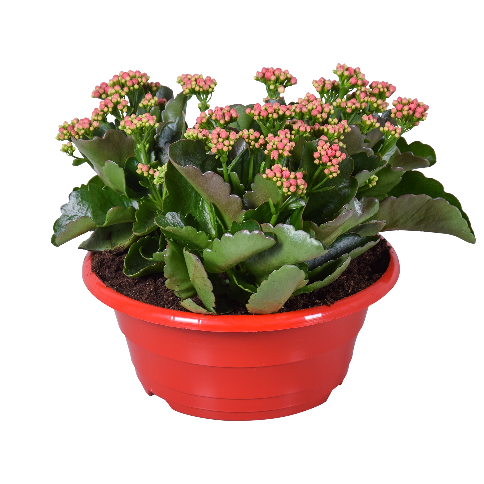 Kalanchoe Rubio Red 25cm 23cm Pot