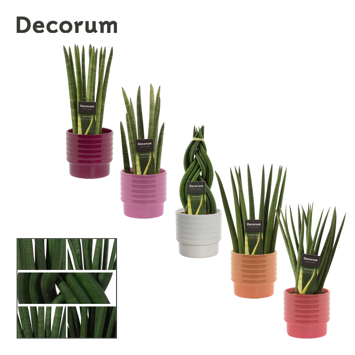 Sansevieria cylindrica 35cm 12cm Pot