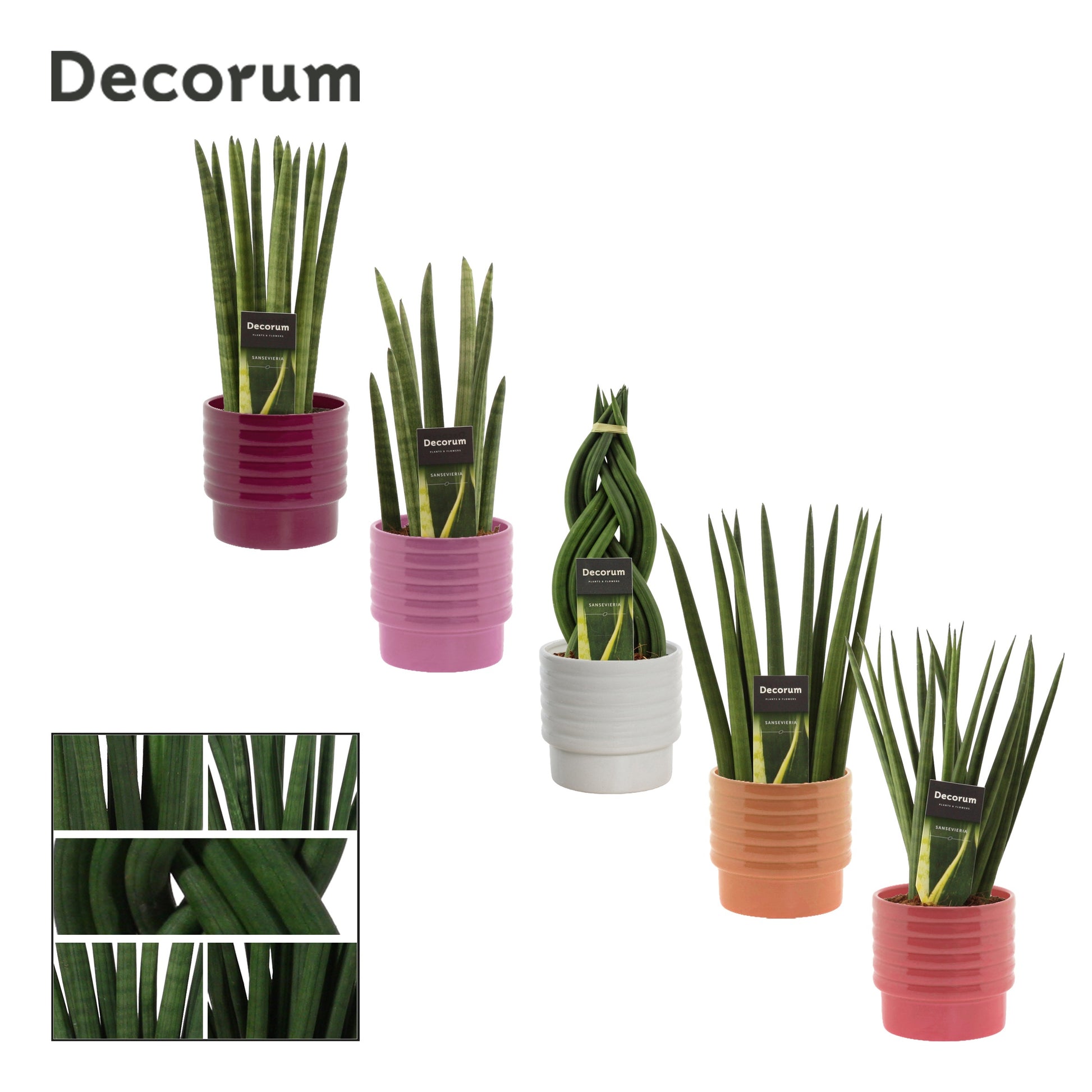 Sansevieria cylindrica 35cm 12cm Pot