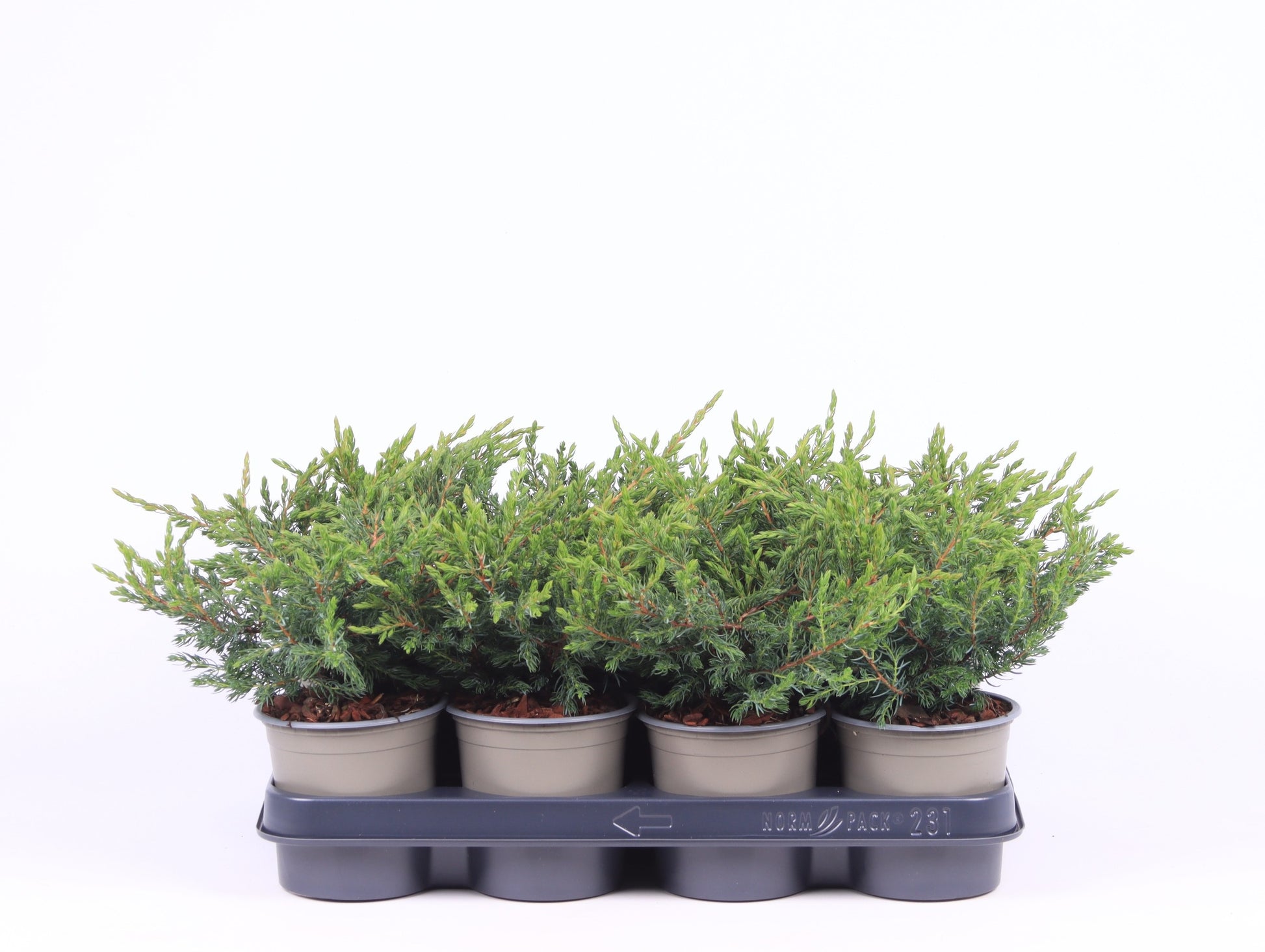 Juniperus Repanda 20cm 11cm Pot