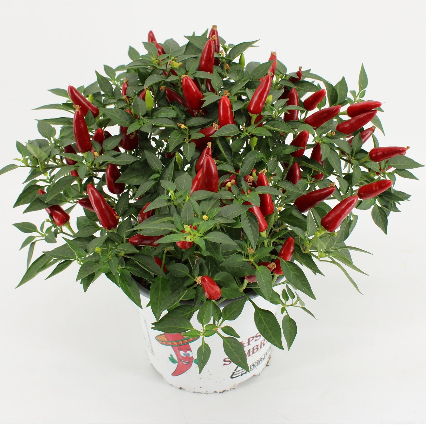 Kwintplant VOF Capsicum ann. Acapulco Pack of 6