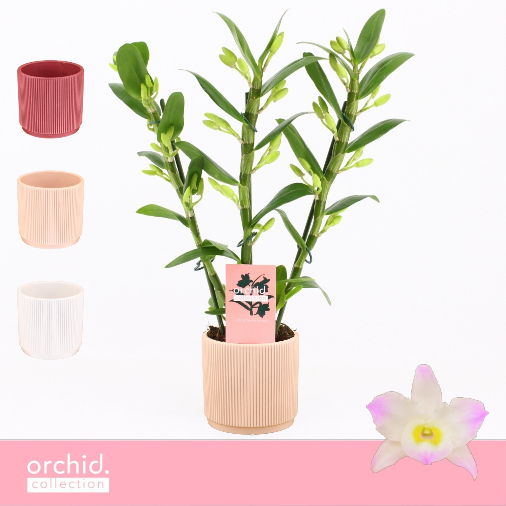 Dendrobium Kumiko 40cm 12cm Pot