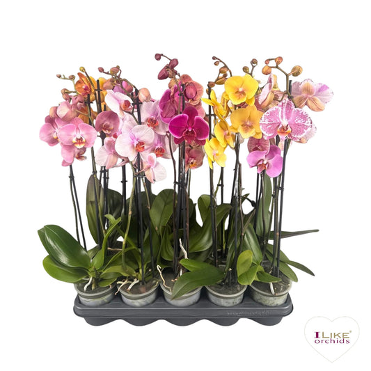 Phalaenopsis mix 55cm 12cm Pot