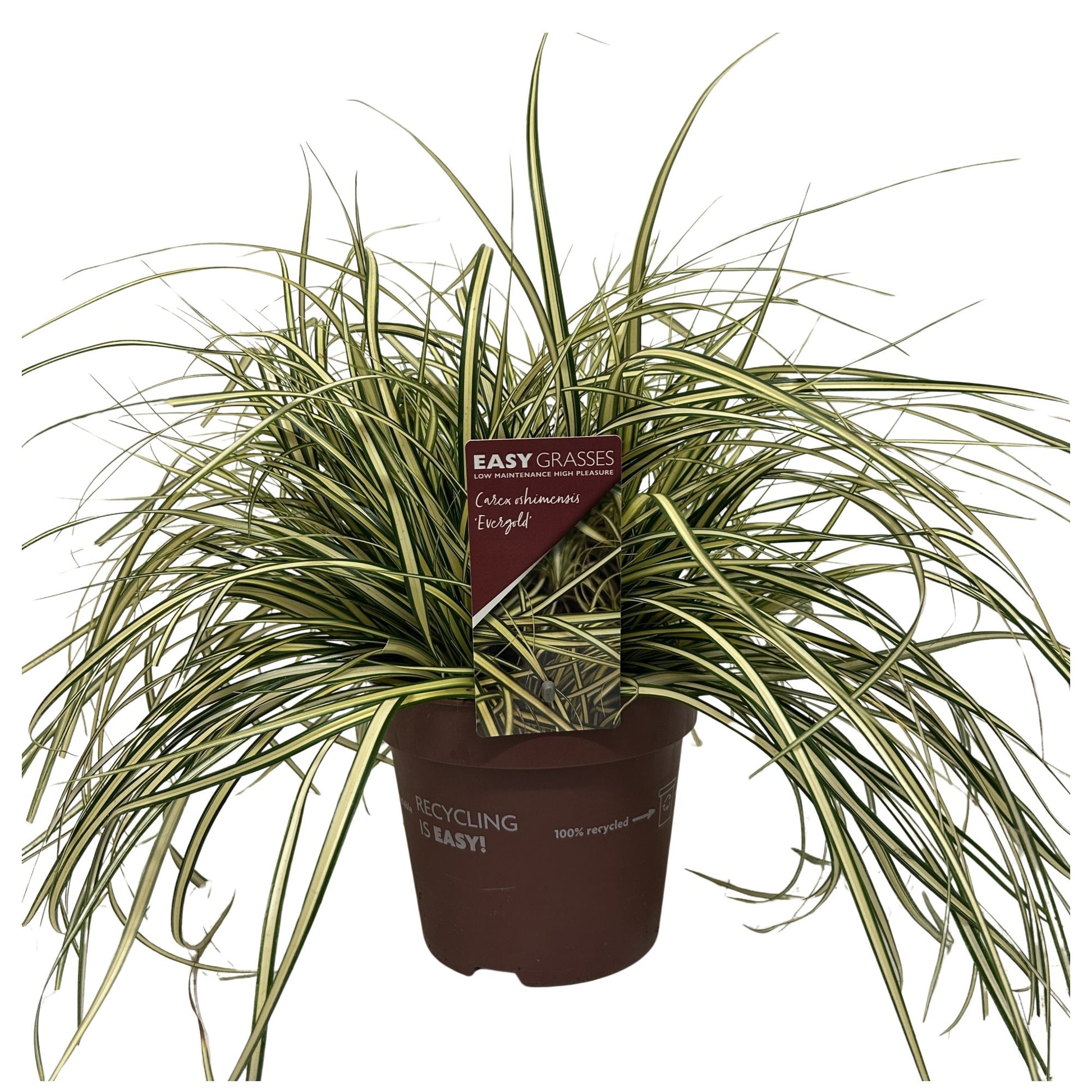 Allure Tuinplanten BV i.o. Carex hach. Evergold Pack of 6