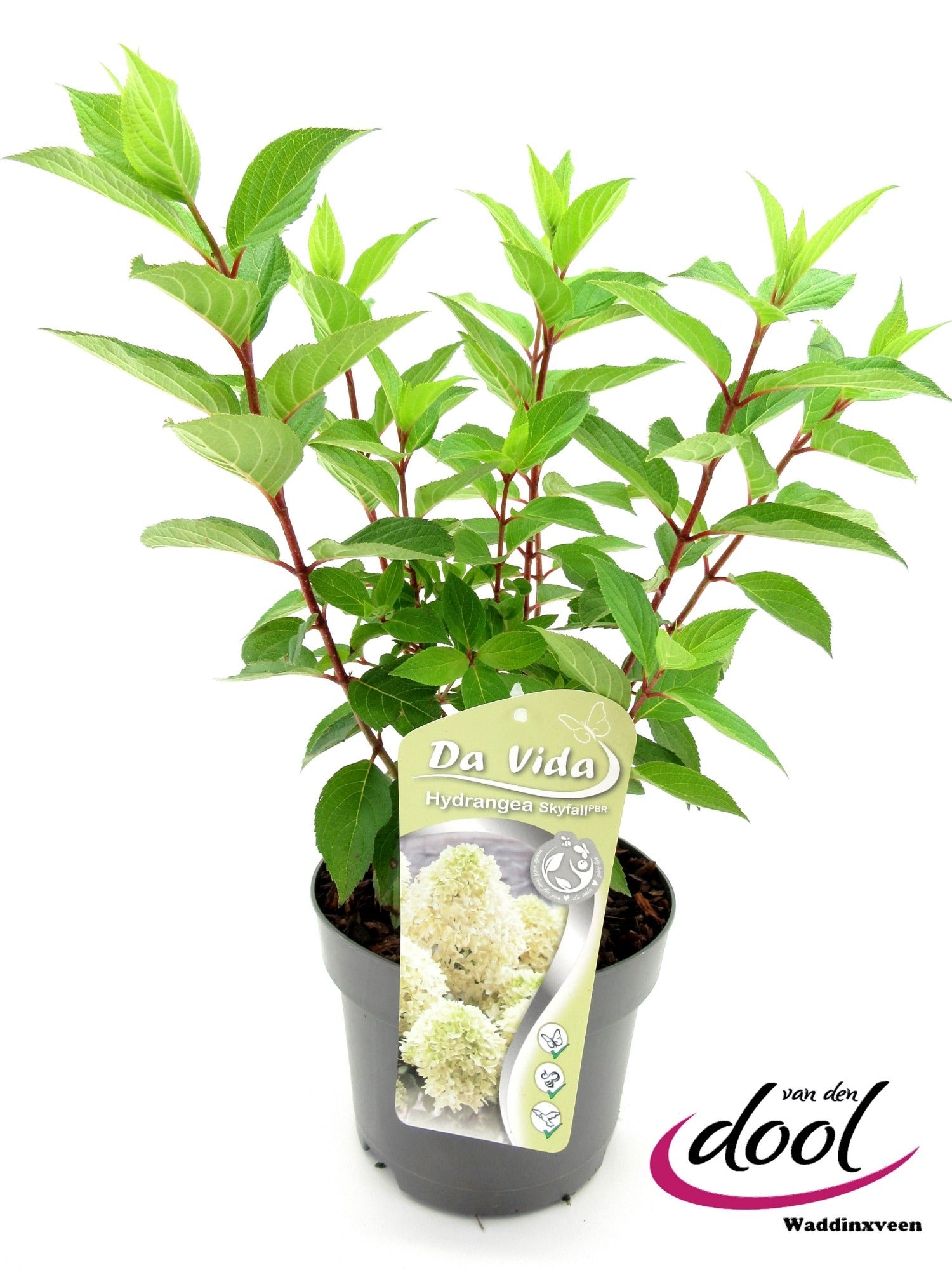 Hydrangea pan. Skyfall 40cm 19cm Pot