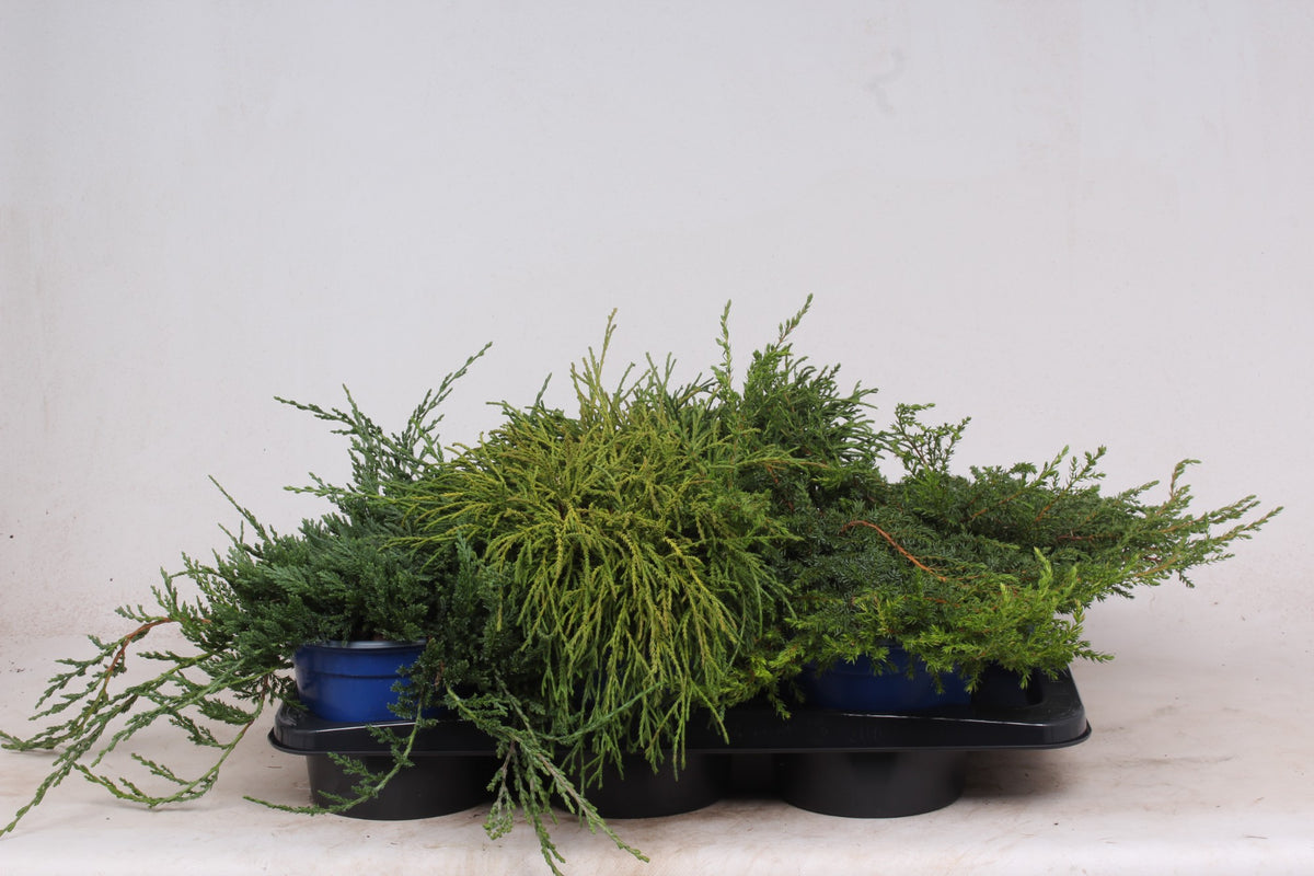 Ground cover conifer mix 25cm 17cm Pot