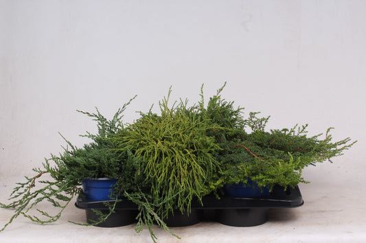 Ground cover conifer mix 25cm 17cm Pot