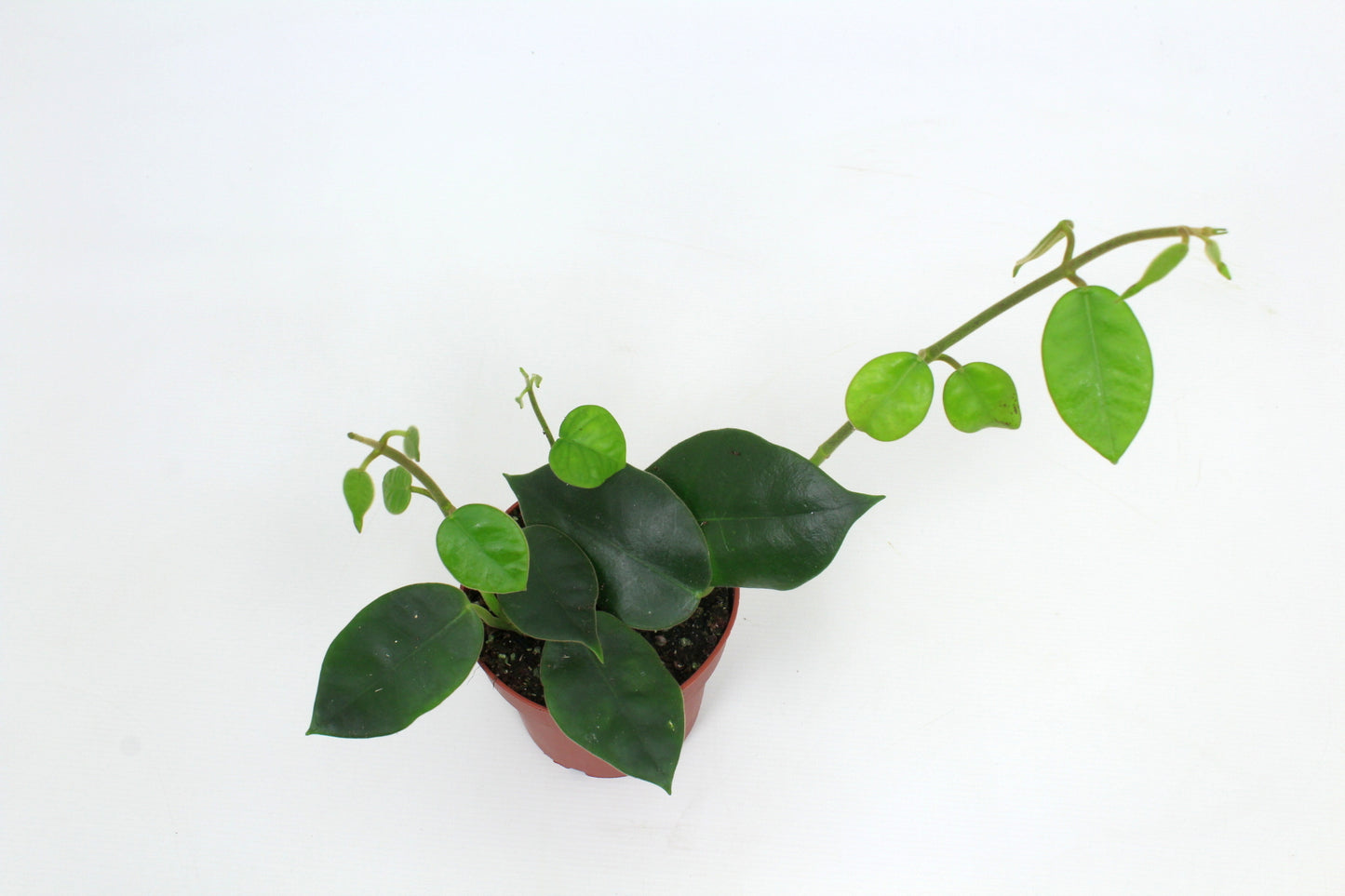 Hoya australis 15cm 12cm Pot