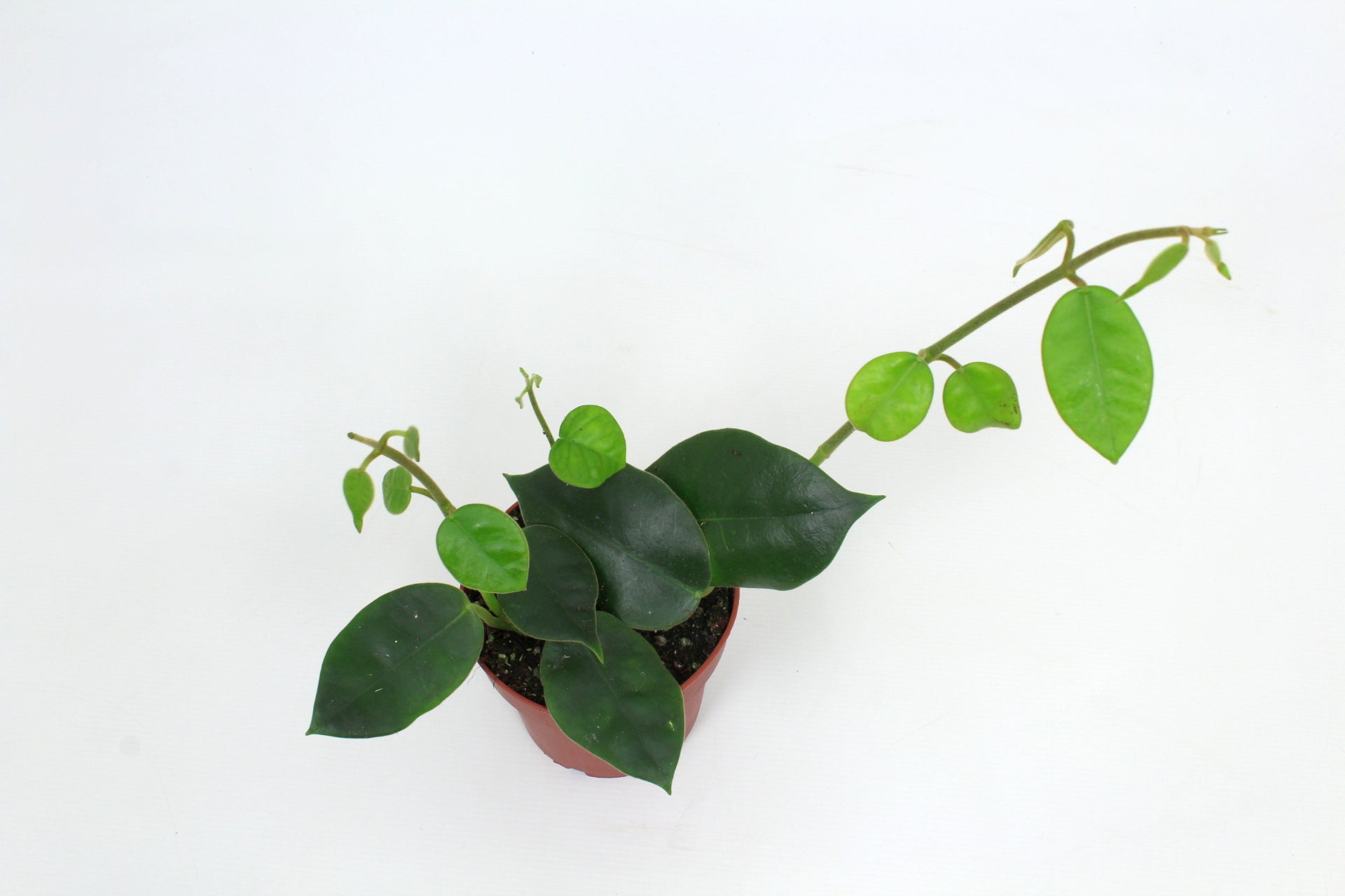Hoya australis 15cm 12cm Pot