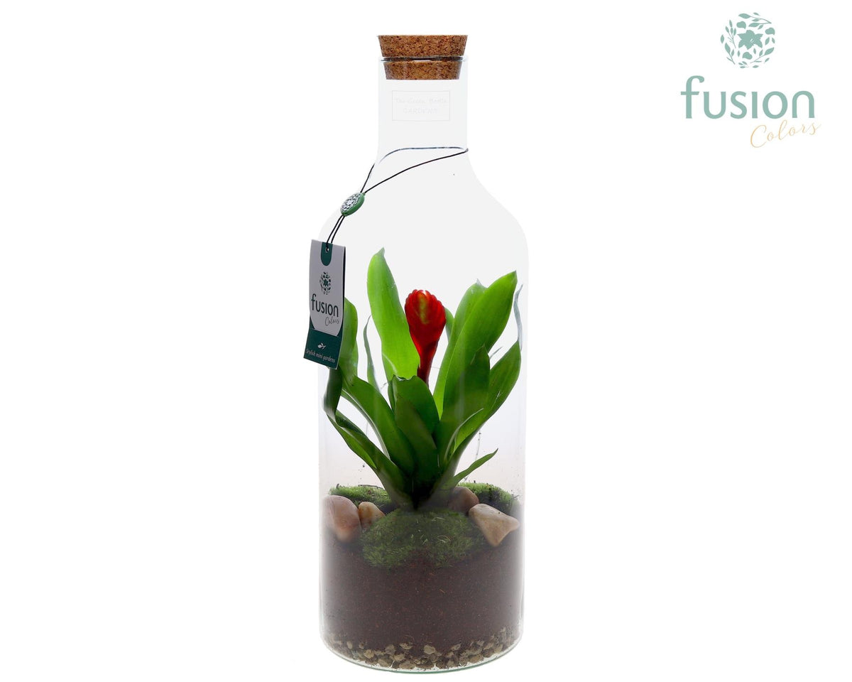 arr. Bromelia 43cm 15cm Pot
